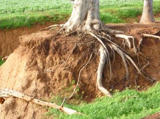 Exposing roots