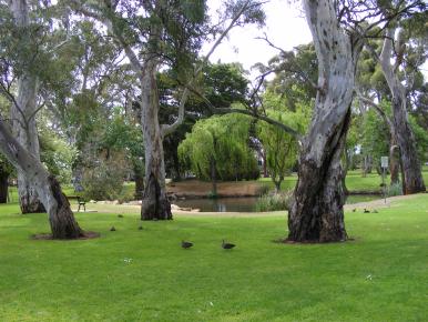 2009_040108novtrees0001