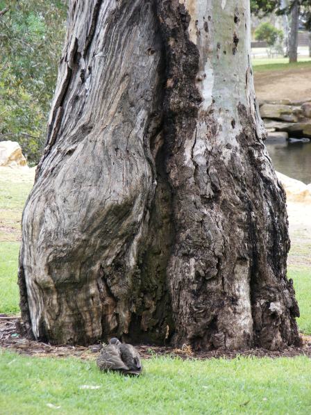 2009_040108novtrees0004