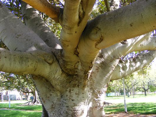 2009_040108novtrees0212