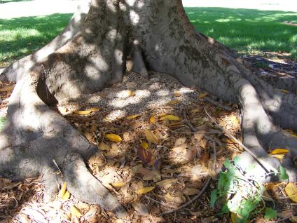 2009_040108novtrees0213